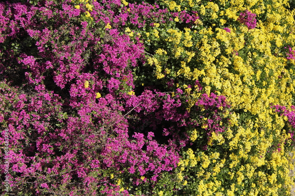 Obraz premium Flores coloridas