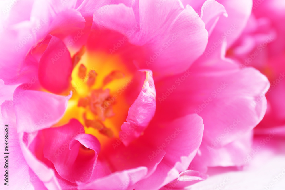Pink tulip, closeup