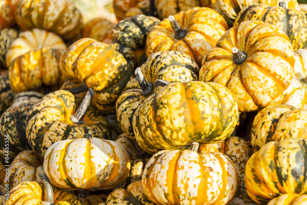 Sweet Lightning Microwave cucurbita pumpkin Kürbis Sweet Lightning Microwave cucurbita pumpkin Kürbis