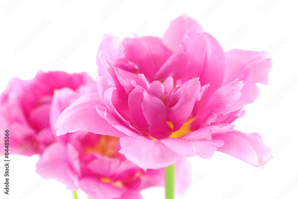 Pink tulips, closeup