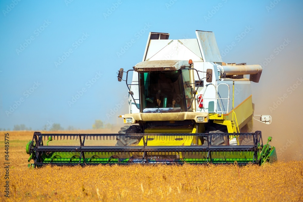 Fototapeta premium Wheat, Agriculture, Harvesting.