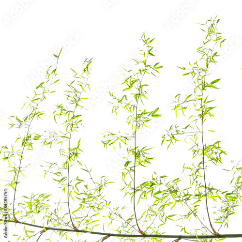 Fototapeta Naklejka Na Ścianę i Meble -  bamboo leaves on white background