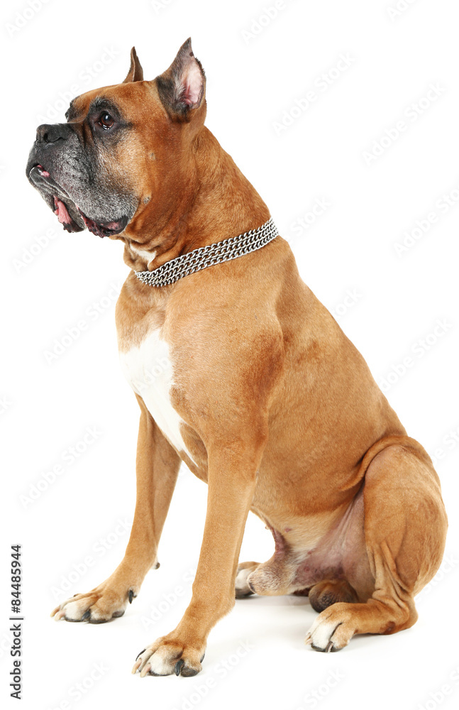 Cute dog isolated on white background Cute dog isolated on white background