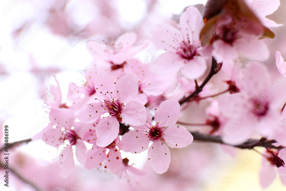 Blooming tree twigs with pink flowers in spring close up