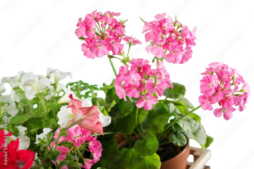 Gardening, garden, flowerpot. Gardening, garden, flowerpot.