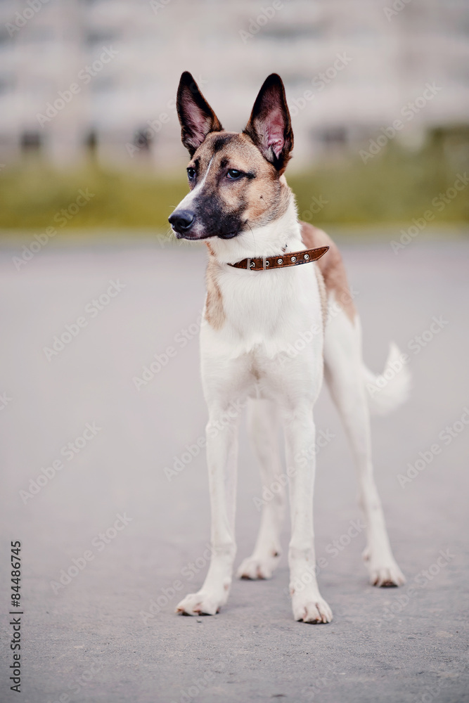 Not purebred dog Not purebred dog