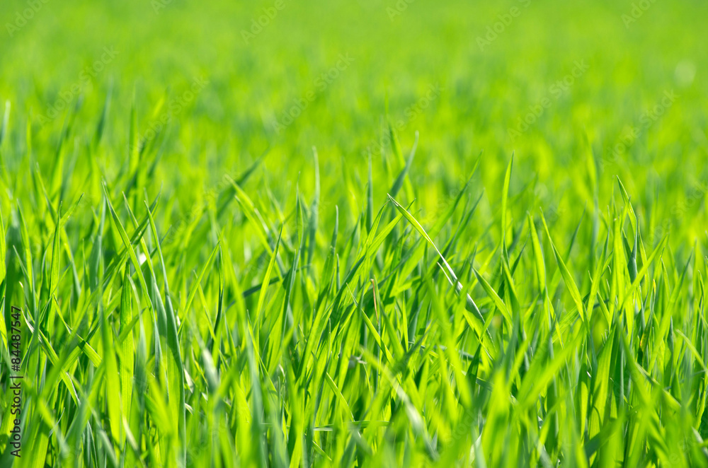 grass grass