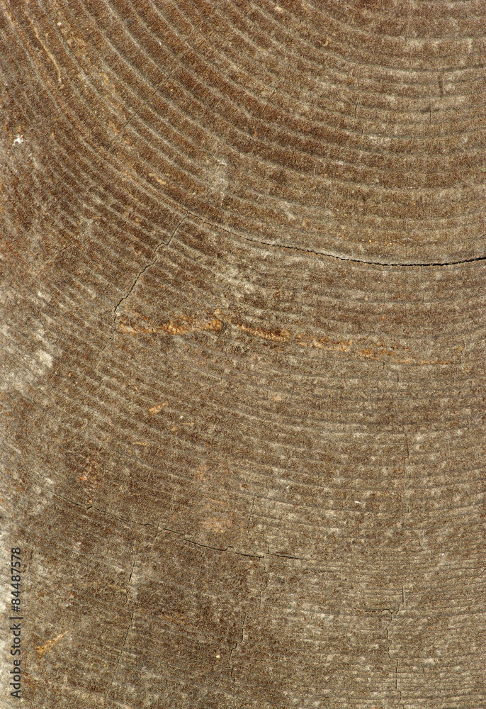 Fototapeta premium old wood texture