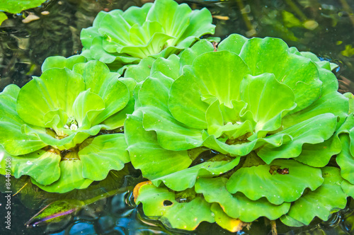 Big duckweed in pond © praweena