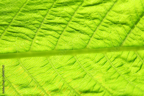 Close up of fresh green leaf with veins