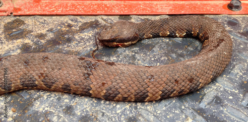 Dead cottonmouth in Mississippi