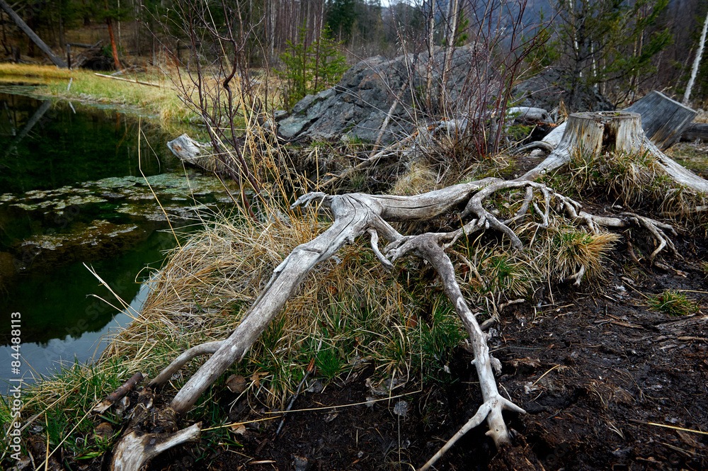 Taiga - wild Siberian forest in early spring Taiga - wild Siberian forest in early spring