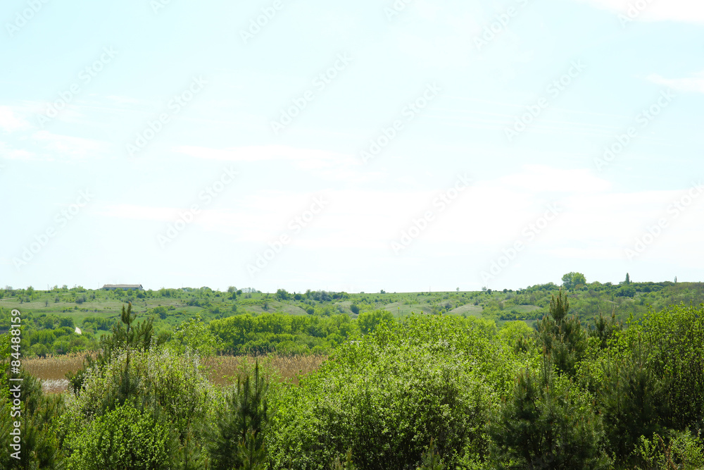 Beautiful view of forest grove over blue sky background Beautiful view of forest grove over blue sky background
