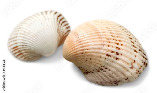 Shell, White, Two Objects.