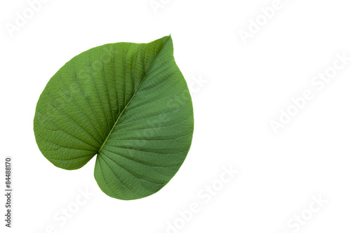 Green leaf heart shape on white background