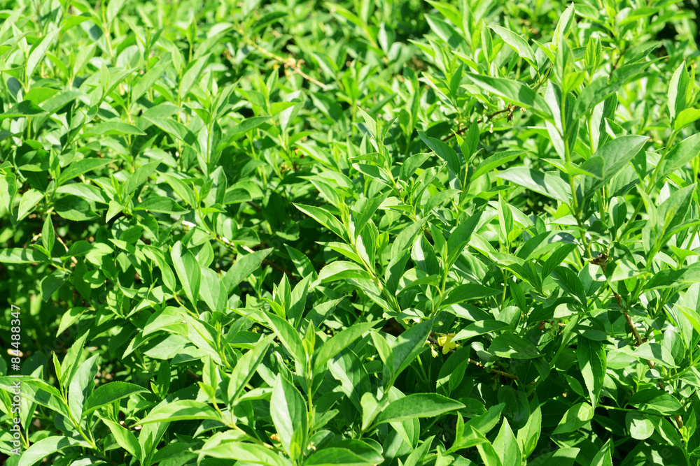 Green bush as background