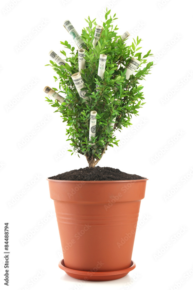 Decorative tree in pot with money isolated on white Decorative tree in pot with money isolated on white