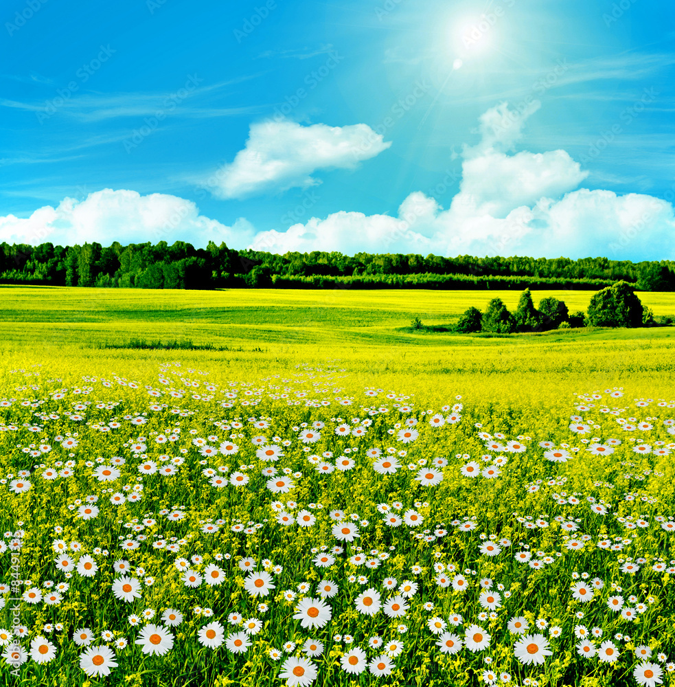 blossom camomile field on a background of blue sky with clouds