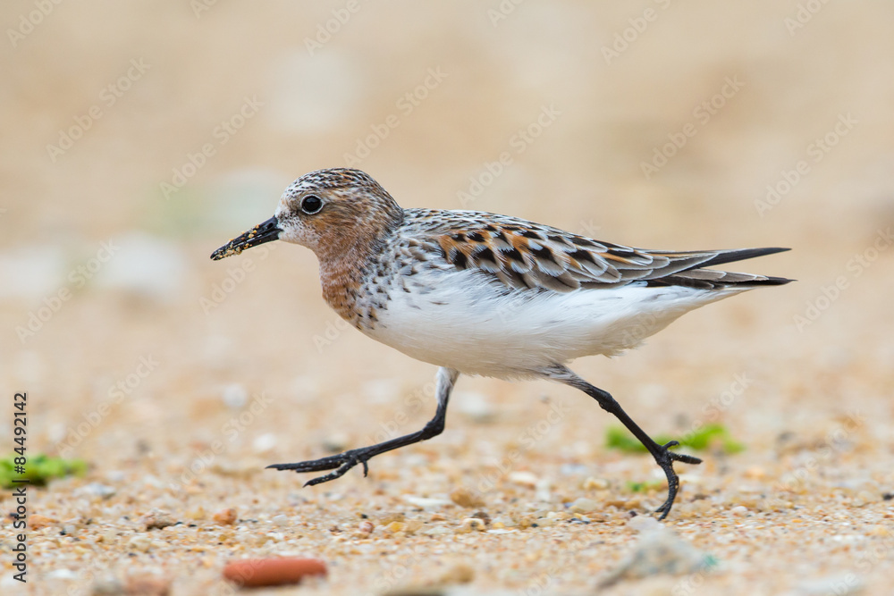 Red-necked Stint (Calidris ruficollis) walking at beach Red-necked Stint (Calidris ruficollis) walking at beach