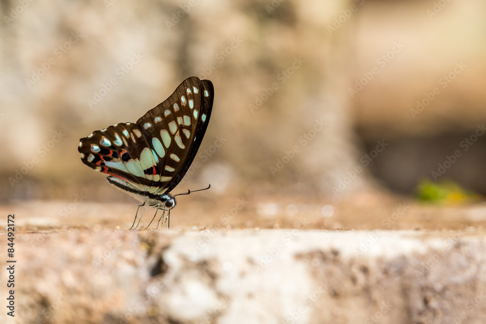 Common Jay (Graphium doson) Butterfly drinking water with boken background Common Jay (Graphium doson) Butterfly drinking water with boken background