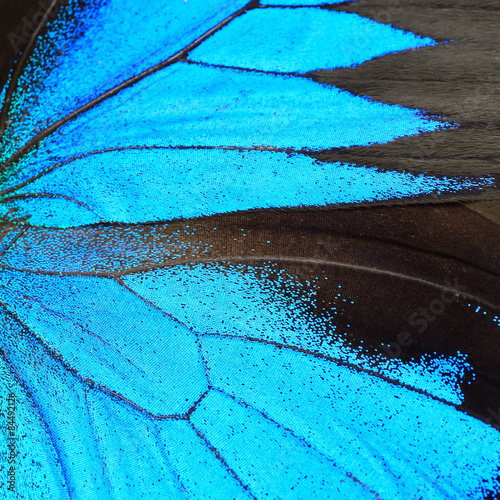 blue butterfly wing