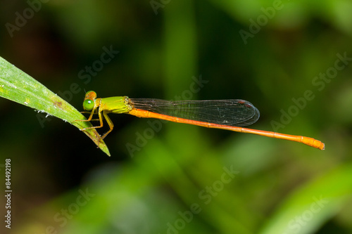 Portrait of dragonfly - Orange-tailed Sprite (Ceriagrion auranticum ryukyuanum) photo