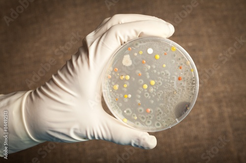 Anthrax, Bacterium, Petri Dish.