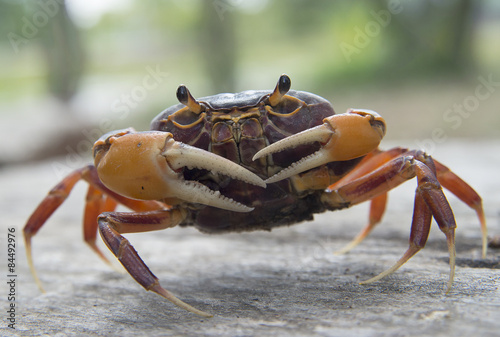 Mealy crab(Thaipotamon chulabhorn)