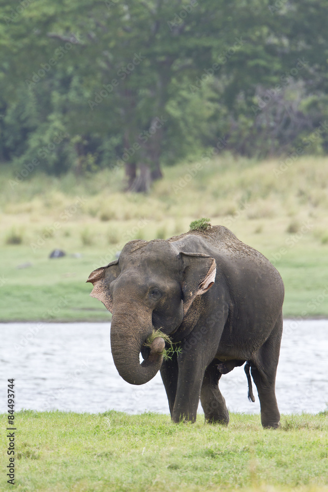 Asian elephant in Minneriya reservoir, Sri Lanka Asian elephant in Minneriya reservoir, Sri Lanka
