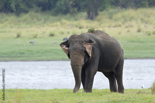 Asian elephant in Minneriya reservoir  Sri Lanka