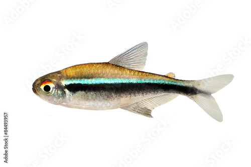 Fototapeta Naklejka Na Ścianę i Meble -  Black Neon Tetra Hyphessobrycon herbertaxelrodi aquarium fish