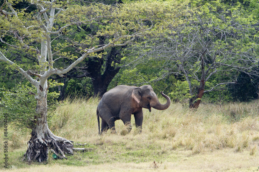 Asian elephant in Minneriya reservoir, Sri Lanka Asian elephant in Minneriya reservoir, Sri Lanka