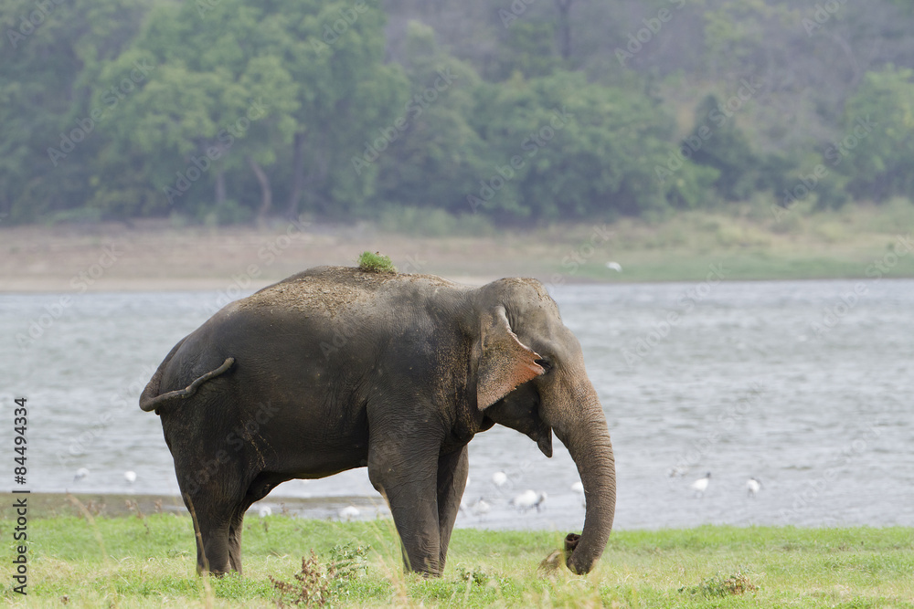 Asian elephant in Minneriya reservoir, Sri Lanka