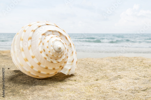Seashell on the summer beach next to the sea, nature concept