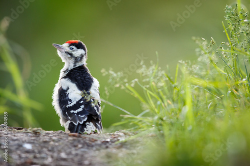 Young Great Spotted Woodpecker on the ground right after leaving photo