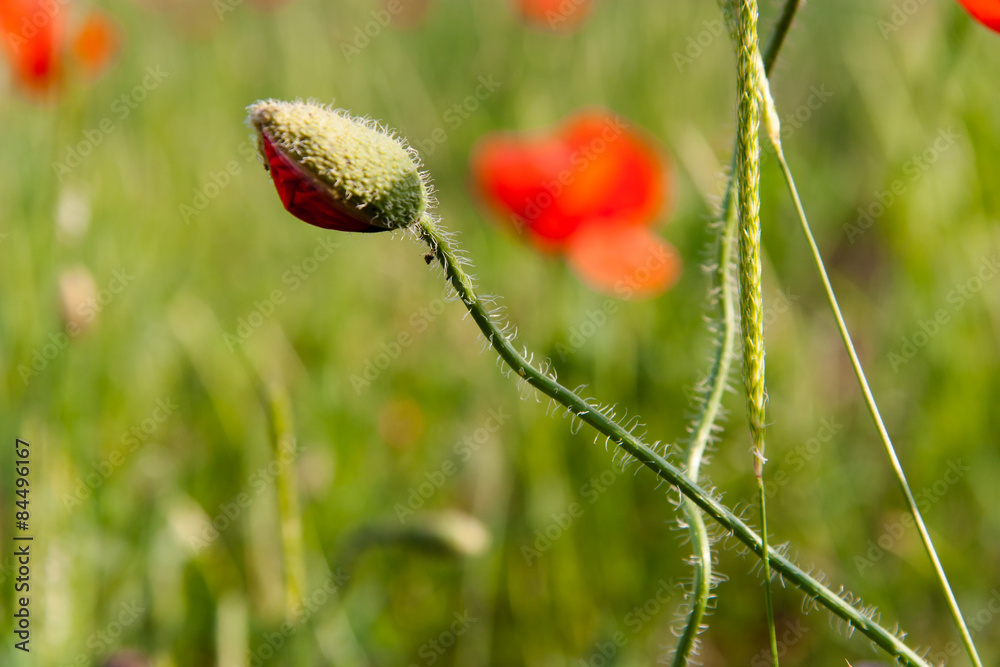 Obraz premium Pretty sweet poppy meadow 