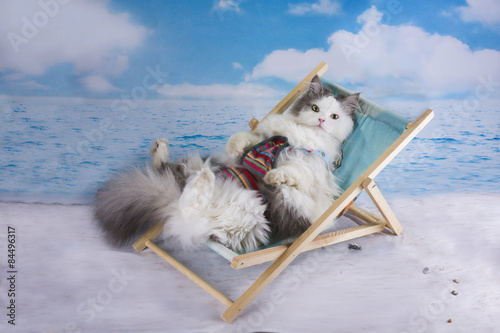 Cat in a swimsuit sunbathe on the beach