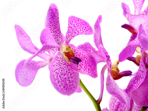 Pink mokara orchids isolated on white background. photo