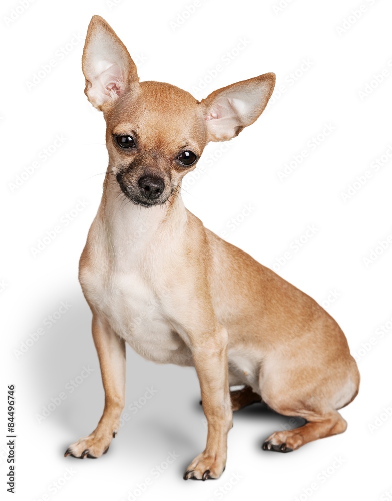 Chihuahua, Dog, Sitting.