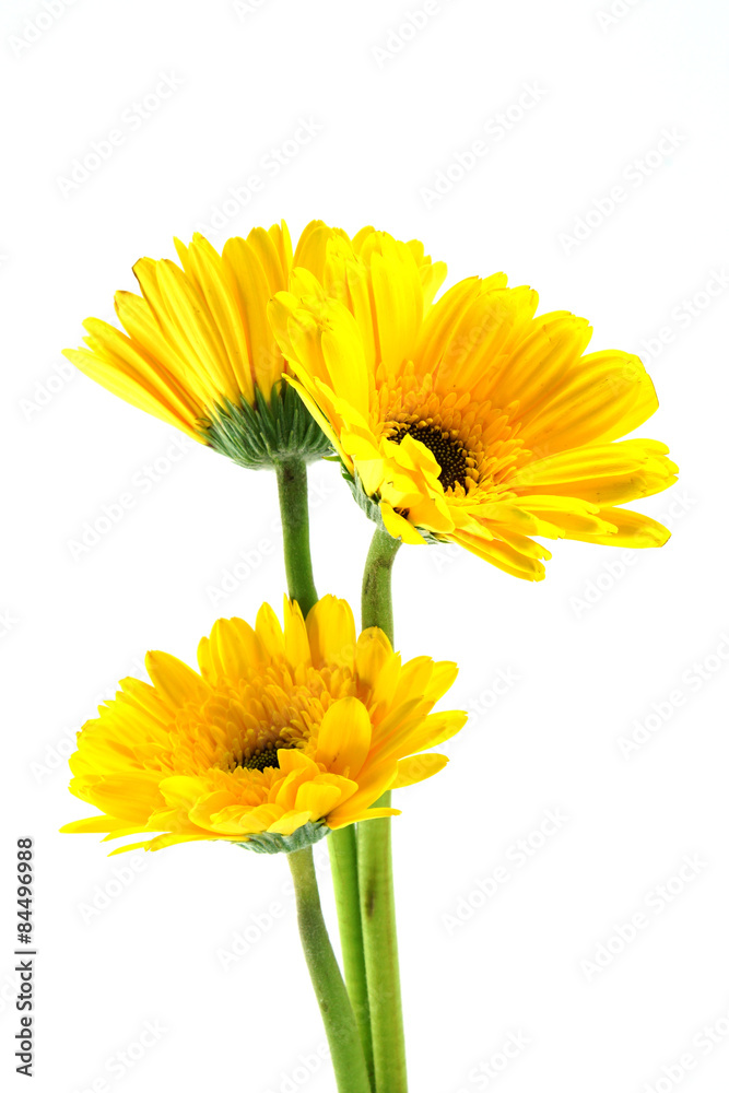 Fototapeta premium african daisy (gerbera) isolated on white