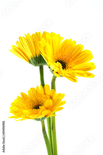 african daisy  gerbera  isolated on white