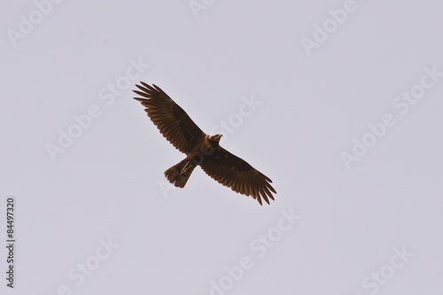 silhouette in volo di falco di palude (Circus aeruginosus) © paolofusacchia