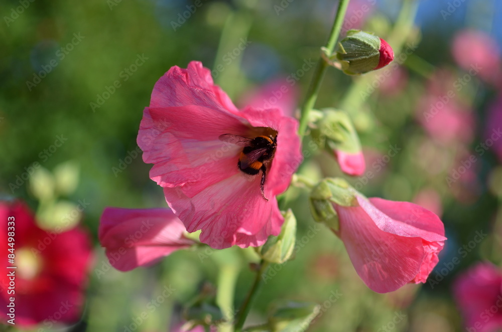 Obraz premium Bumblebee in the pink flower