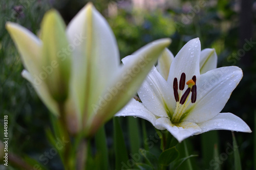 Canvas-taulu Two white lilies