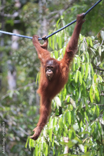 Orangutan © Richard Carey