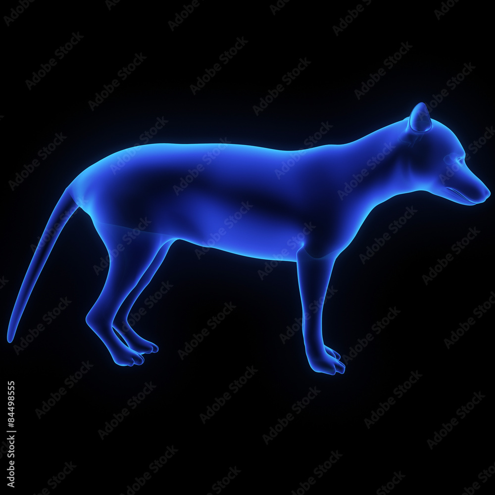 Tasmania wolf