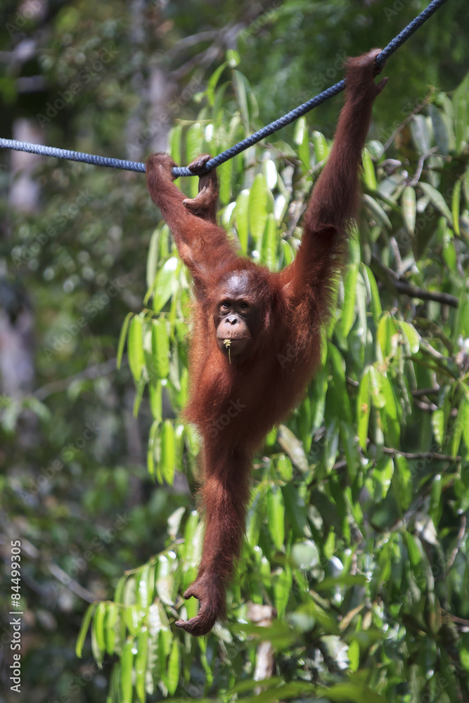 Naklejka premium Orangutan