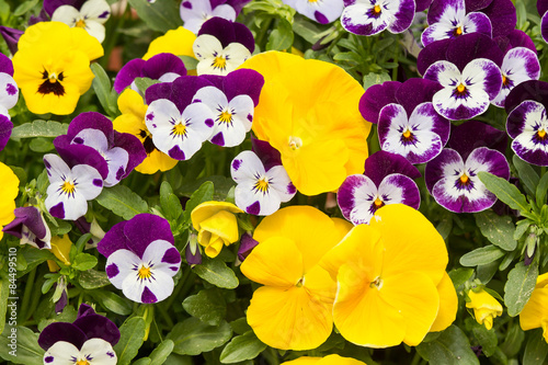 Pansies photo