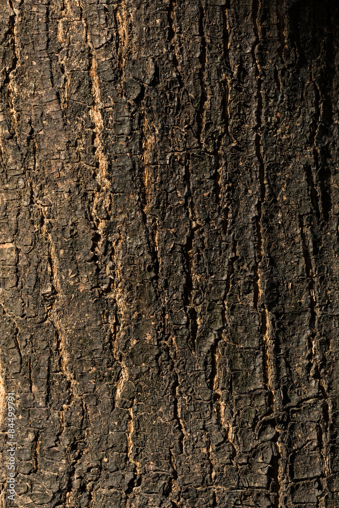 Naklejka premium dry tree bark texture background, closeup