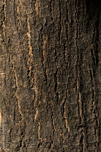 dry tree bark texture background, closeup © sutichak
